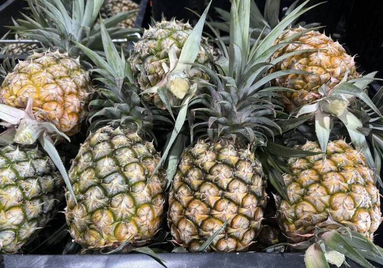 水果冷知識高雄農埸揭密