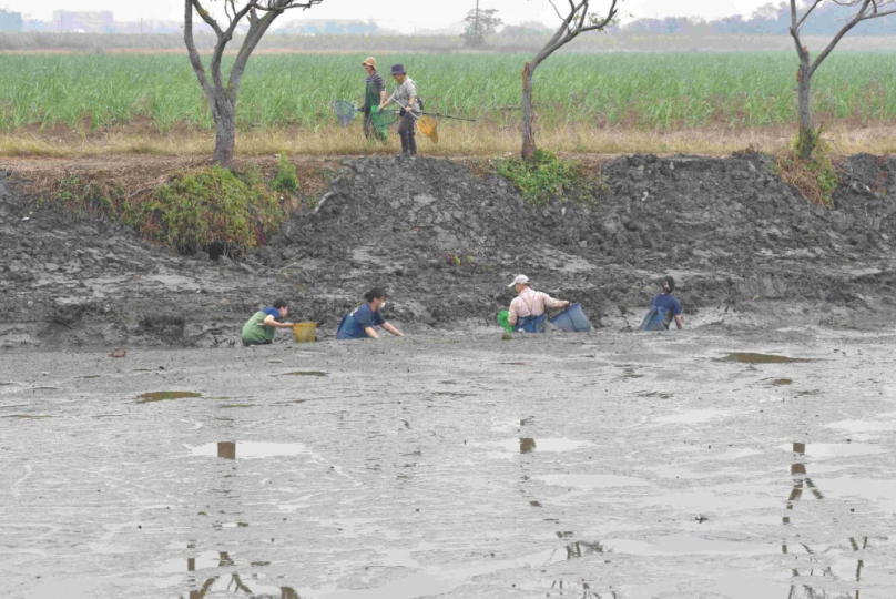 林保署嘉義分署結合多單位  移除嘉義九芎埤外來種水生物55公斤446尾   打造水雉五星級育嬰房