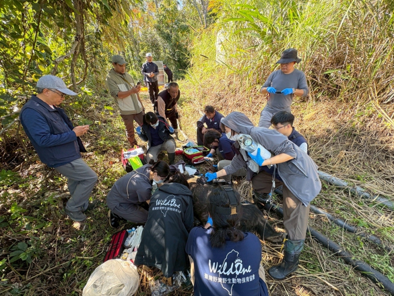 體重達112公斤｜慣性入侵養禽場覓食｜重量級臺灣黑熊阿里曼被捕送臺北市立動物園安置，未來不再野放。