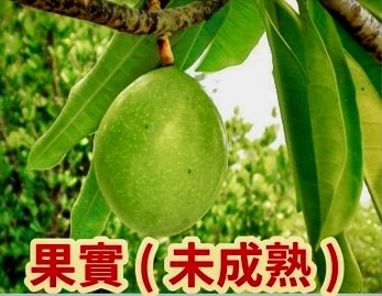 長得好像|原來是誤食海濛果,狀似百香果,一人吃了嘔吐、腹痛而暈倒,送醫救回一命!