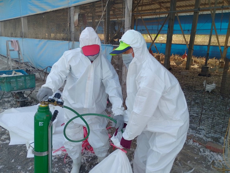 養禽業者主動通報    高樹鄉蛋中雞場確診感染H5N1禽流感