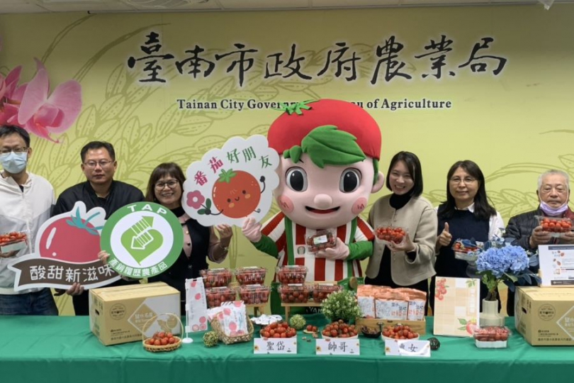 冬日酸甜正當時 臺南鹽水番茄盛產上市