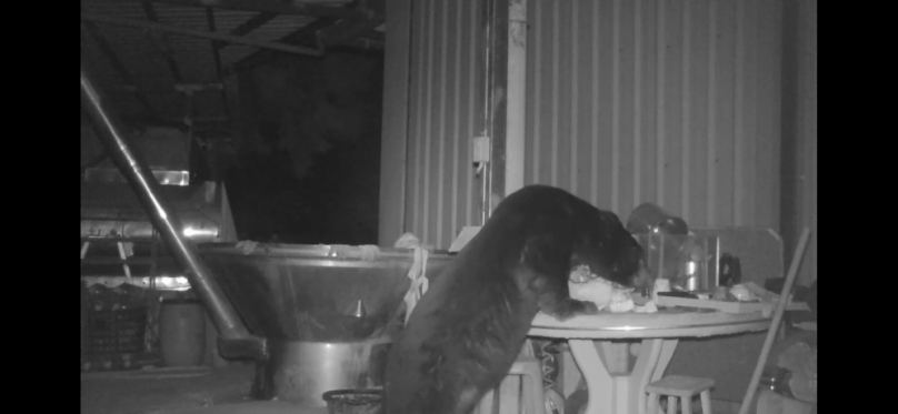 疑似同一隻黑熊連闖阿里山工寮 一個月達九起 林保署嘉義分署發防熊物資 頒獎勵金鼓勵部落通報