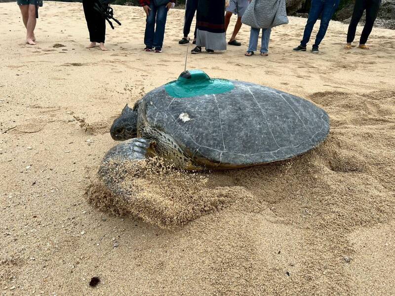 海龜冬季12月回小琉球產卵歷年首見海保署分析可能跟海溫上升有關