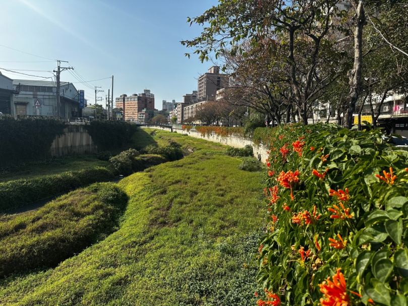 蘆洲鴨母港炮仗花蓄勢待發 待暖陽催開「橘紅瀑布」 走春正當時