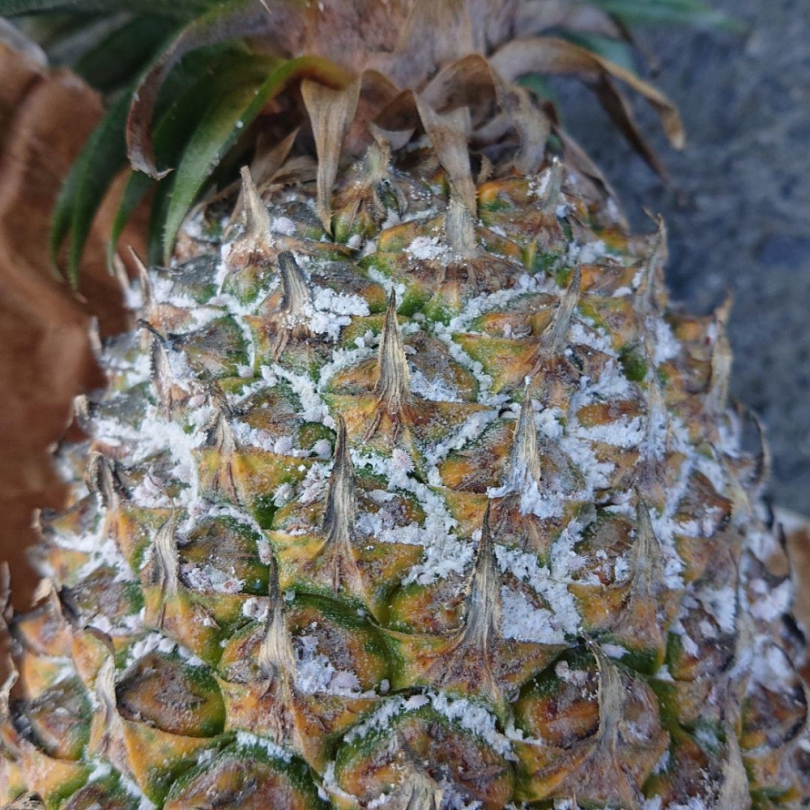 守護鳳梨收成關注安全用藥