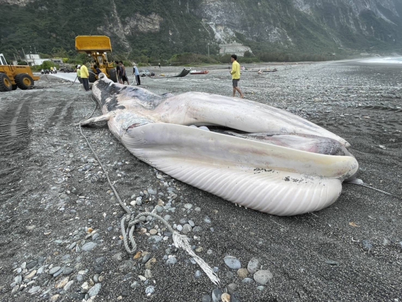 15.4公尺|崇德定置漁場發現死亡腐爛的巨鯨