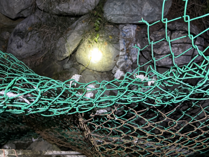 牠餓壞了｜黑熊體重偏瘦僅70公斤，侵擾部落誘捕野放後重返掠食12隻雞，林保署花蓮分署再次捕獲暫時收容！