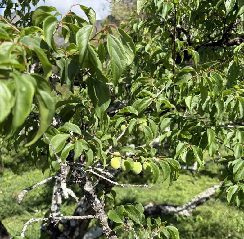 高雄青梅農損救助3月19日起受理申請