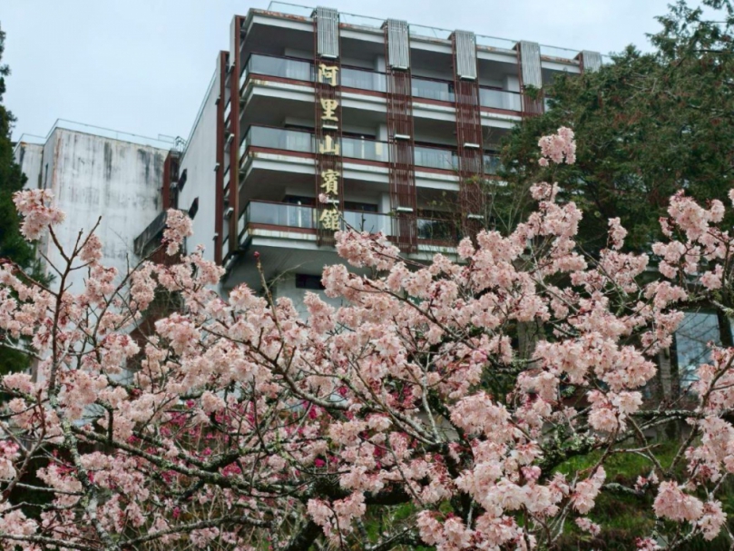 阿里山31種櫻花接力綻放 阿里山賓館攜手達人黃源明領路 漫遊水山療癒步道