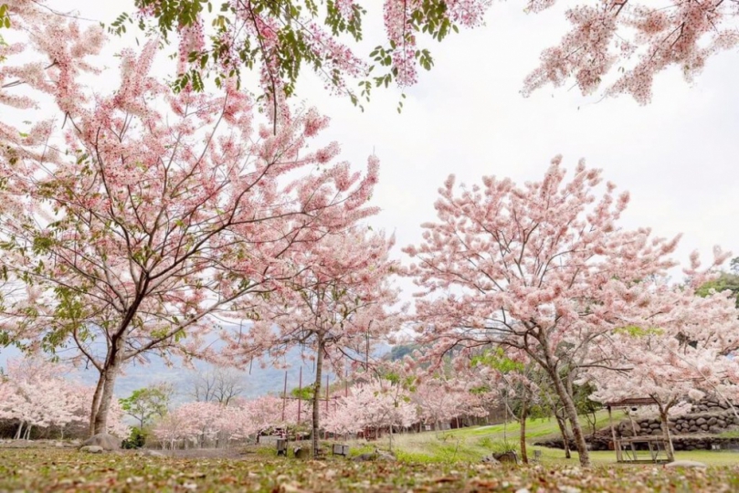 高雄六龜湯旅春遊季28日開跑粉紅花旗木花海吸睛