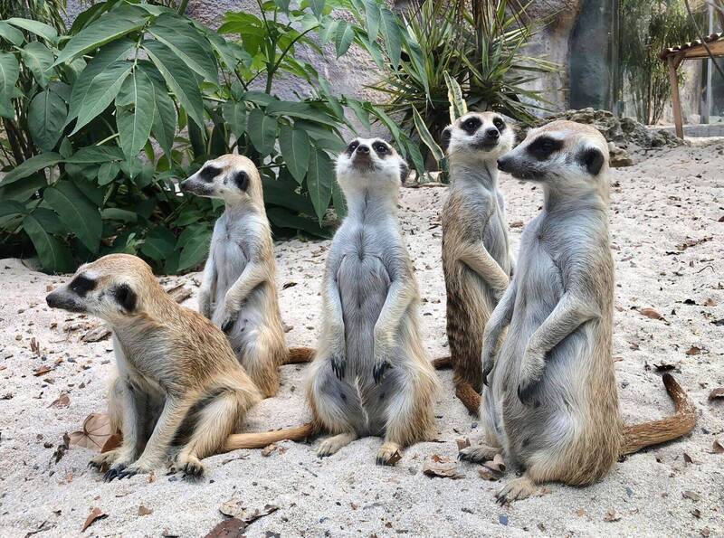 高雄兒童節推出必玩四大主場