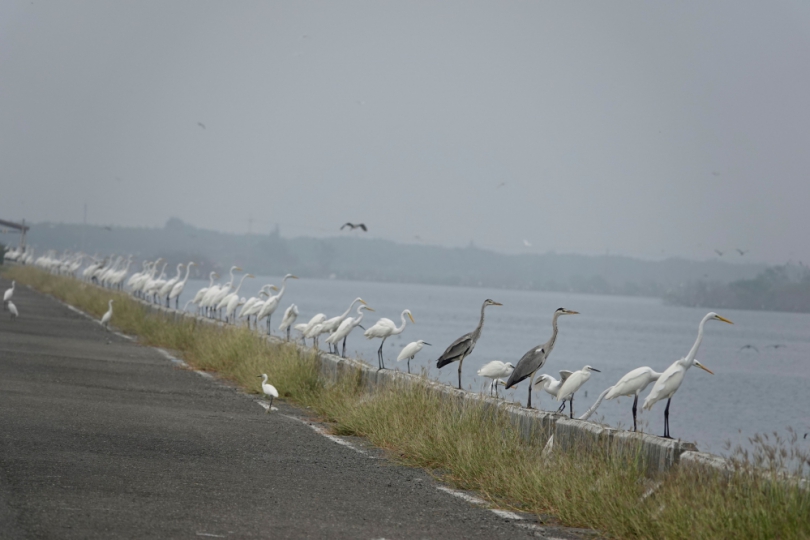 鷺鷥等公車 光影卡片DIY 林保署嘉義分署邀親子到鰲鼓濕地 感受春日創作樂趣
