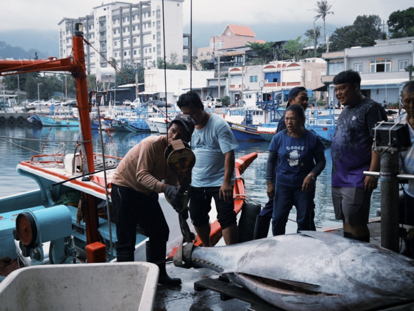 捕獲臺東第一尾黑鮪魚 ｜縣府補助20萬元獎金，4/7日開跑！