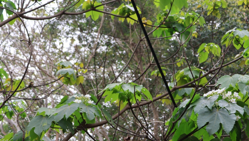 115年彰化賞桐季節來臨了，員林藤山桐花含苞待放，可見到零星桐花已開了。（照片縣府、公所提供）