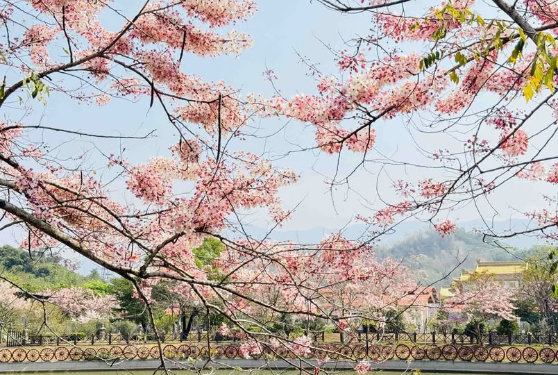 浪漫粉紅雨迎接六龜最浪漫季節