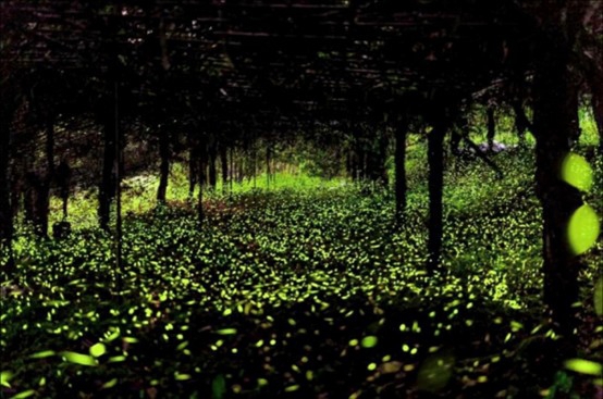 2026那瑪夏賞螢暨水蜜桃季邀民眾走進民生休區體驗生態農遊