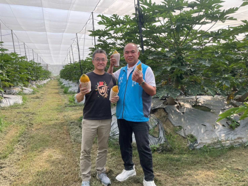 從金融戰場到木瓜農場 農糧署輔導 胡克強青木堂果菜生產合作社 全國首發取得木瓜TGAP PLUS集團驗證團體之一
