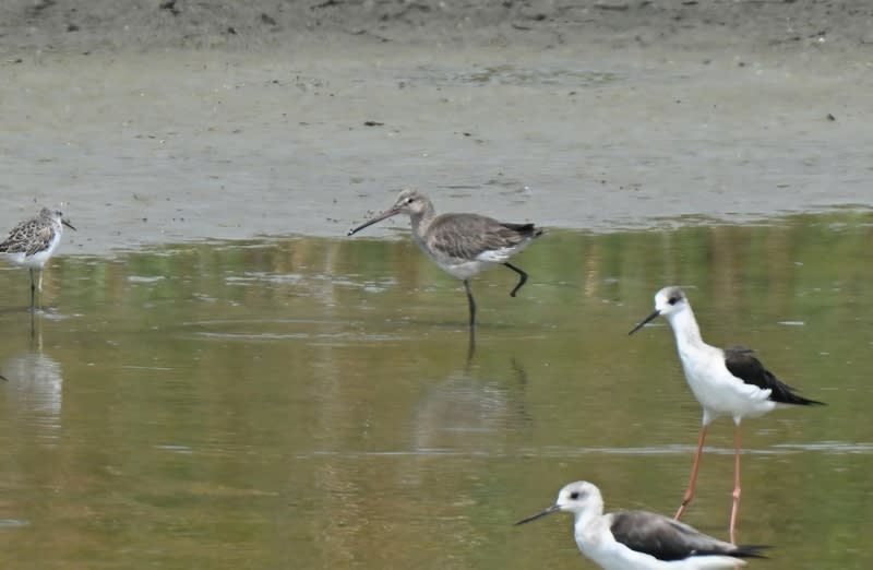 ​高雄茄萣濕地送別冬候鳥迎來春季過境水鳥