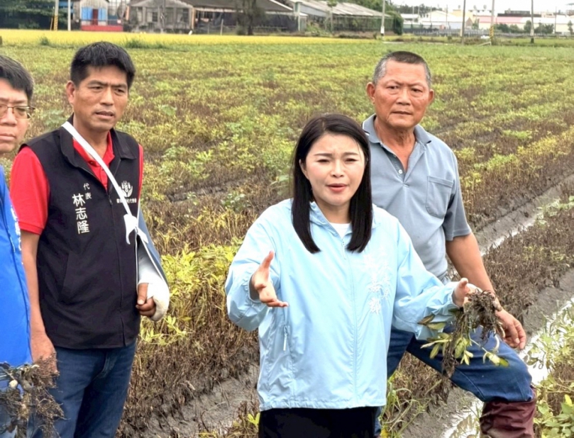 豪雨重創雲林花生 立委張嘉郡要求提早採收卻無法曬乾腐爛花生 一併納入從速、從寬、從簡補助 農業部公告每公頃救助3.6萬!