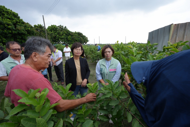 陳素月立委（中）會勘彰化縣社頭、溪州芭樂產區災損。（照片陳素月團隊提供）