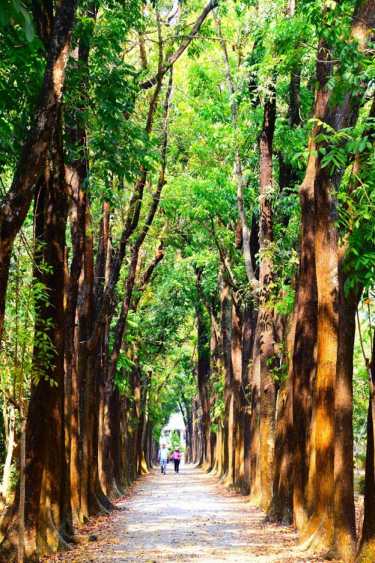 高雄茂林9大景點邀遊客消暑玩透透