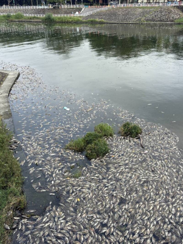 高雄後勁溪隔不到1個月再現大量魚屍