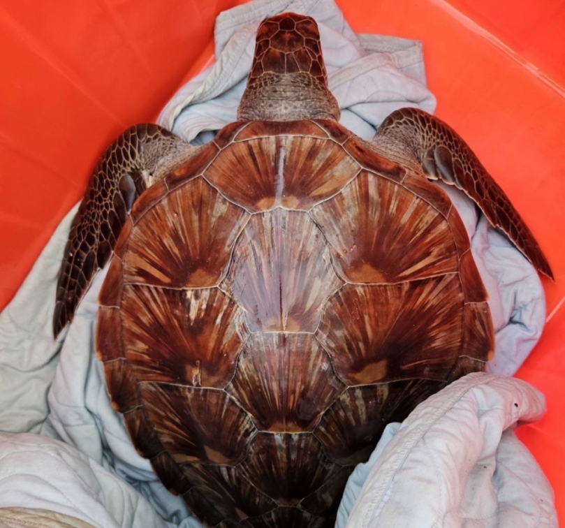 1死1獲救｜2隻海龜擱淺蘭嶼虎頭坡岸際，海巡即刻救援！