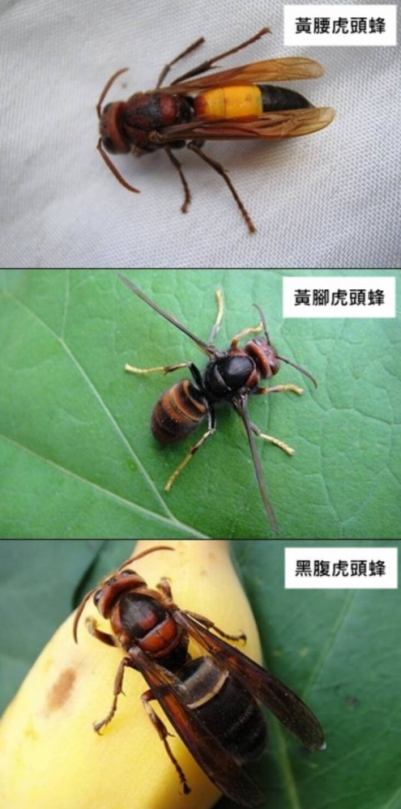 登山踏勘遇到「警戒蜂」千萬別揮打
