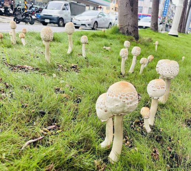 高雄雨後毒菇再現衛生局示警勿採勿食