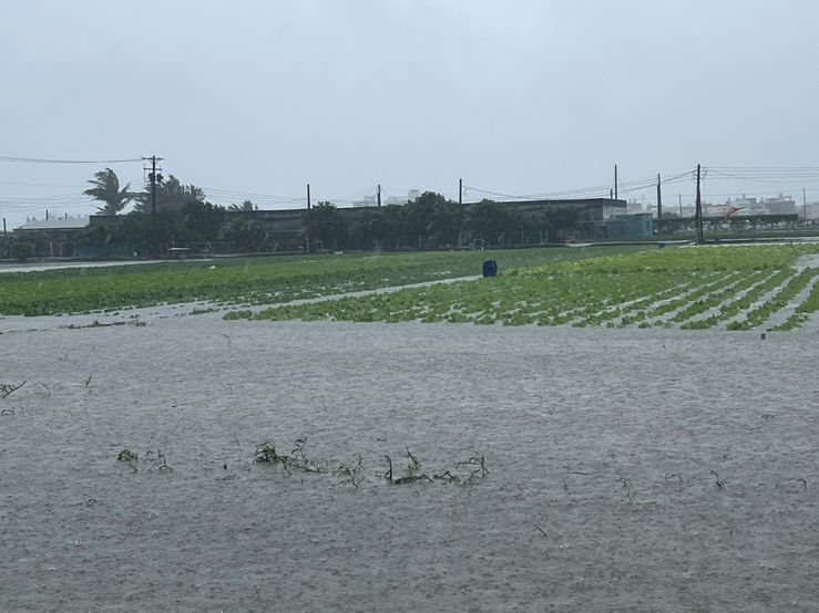 雨下不停打亂蔬菜災後復耕期