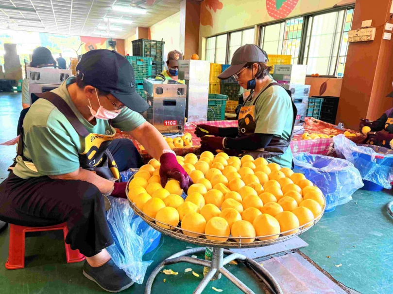 嘉義縣番路「柿」力全開! 2026柿餅開工 鄉農會邀全民走進產地找好柿