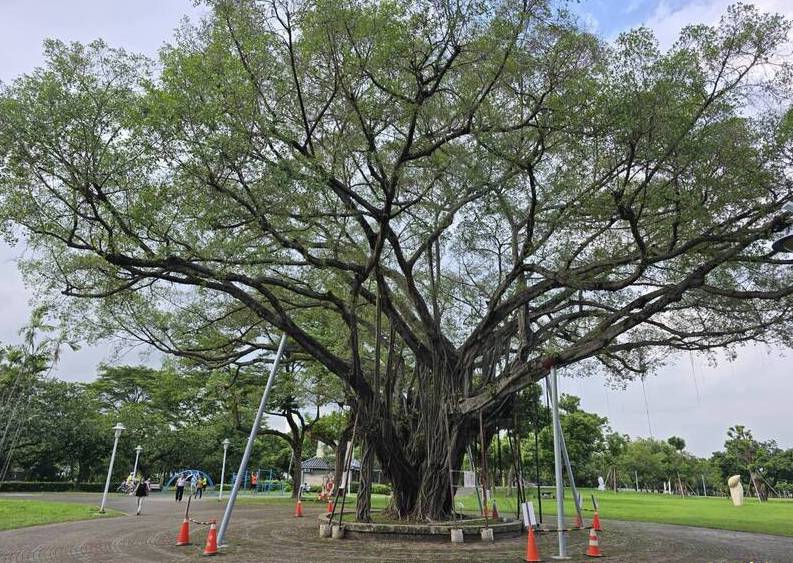 屏東市千禧公園老榕罹樹癌專家全力搶救