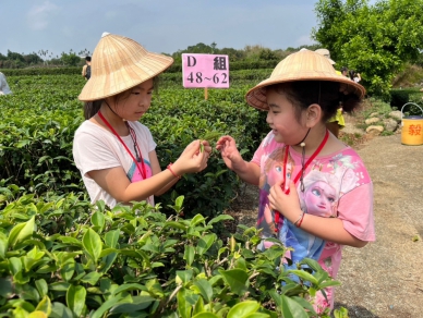 探索茶香世界-親子農樂會暢遊茶園體驗之旅