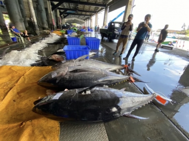 太平洋黑鮪魚|無須急於拋售,6/12日零時起停止捕撈,之前捕獲並通報者,依然可以買賣!