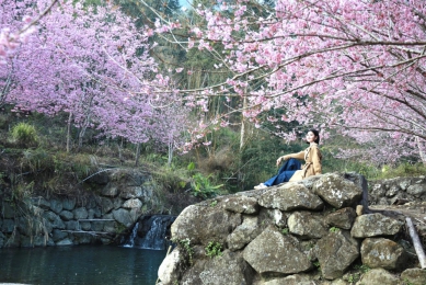 228連假必遊雲林！ 古坑鄉草嶺石壁櫻花季盛大綻放 已吸引40萬人次共賞粉色夢幻花海〜