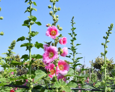 員林蜀葵花開花了。(照片公所提供)