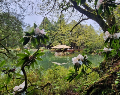 把握阿里山櫻花最佳賞花期 品嚐高海拔咖啡夢幻仙蹤