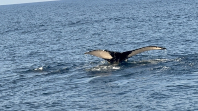 大翅鯨｜現蹤長濱、成功海域