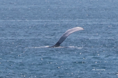 母鯨帶幼鯨｜現蹤臺東海域，瀕臨絕種，今年第一筆和第二筆大翅鯨紀錄！