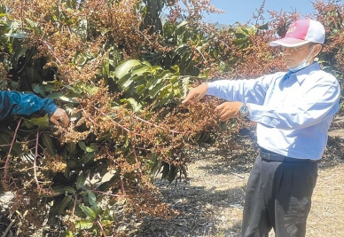 寒流凍壞芒果花桃源果農哀嘆