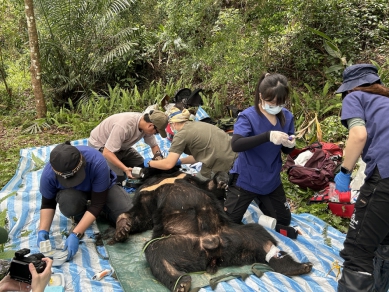 饑餓黑熊｜野放後徘徊卓溪雞場趕不走，臺灣黑熊阿里曼西肯，受困陷阱右前掌受傷，展開搶救行動！