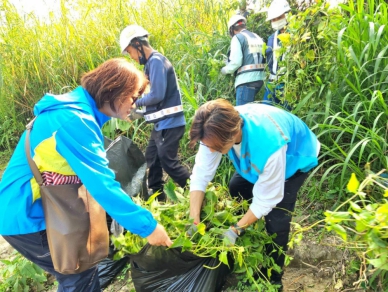 攜手剷除小花蔓澤蘭 守護新店溪洲河濱公園！