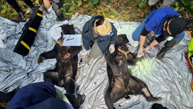 無助哀嚎｜公母臺灣黑熊受困套索，臺東延平桃源部落巡守隊，即時通報解圍野放！