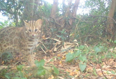 雲林縣境「石虎」出現頻度增加 農業部林業保育署加強保育工作 積極維護石虎生態棲地