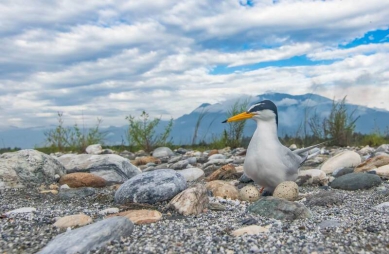 小燕鷗來到台灣育雛繁殖地遵守「四不一要」