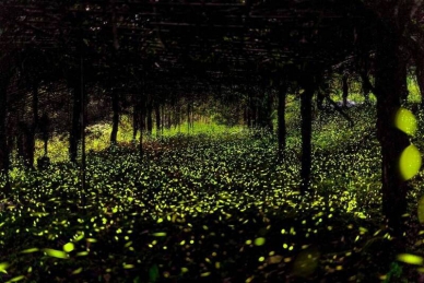 高雄那瑪夏賞螢20萬隻大爆發像點點星空