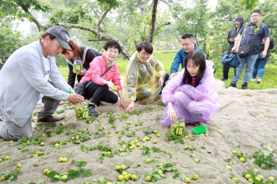 梅子節國姓梅香秘境親子採梅去 共享敲梅、客家餐趣