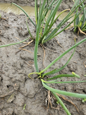 中區農田出現「青蔥捲葉型炭疽病」。（照片農改場提供）