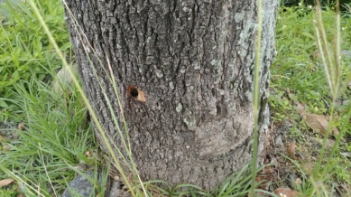 令人瞠目結舌｜不滿落果掉滿地發爛，灌毒殺害玉里242棵土芒果樹，3名被告均坦承不諱，分別判刑4至6月，原來主嫌之一是里長蔡〇富，毒害的大都是自己里內的路樹！